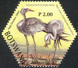 Blue Crane (Anthropoides paradisea)