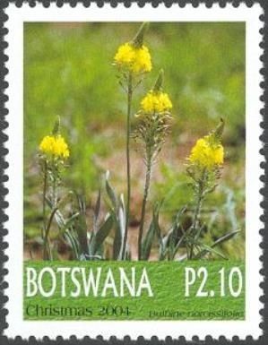 Bulbine narcissifolia