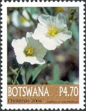 Hibiscus micranthus