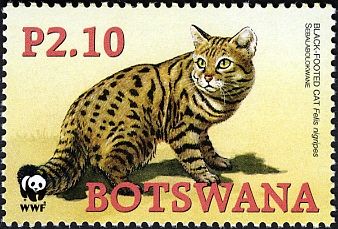 Black-footed Cat (Felis nigripes)