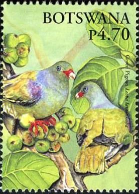 African Green-Pigeon (Treron calvus)
