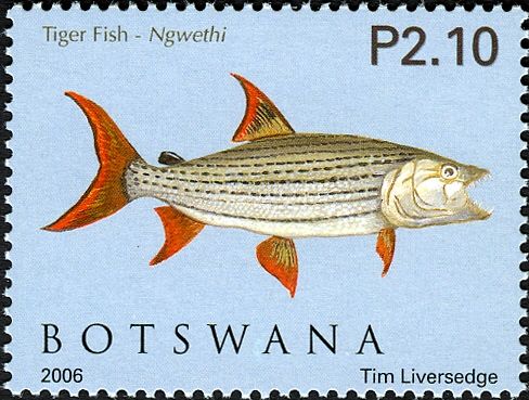 African Tigerfish (Hydrocynus vittatus)