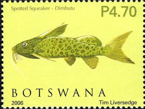 Spotted Squeaker (Synodontis sp.)
