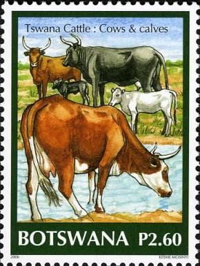 Cattle (Bos primigenius taurus)