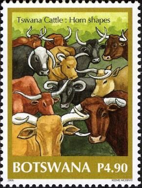 Longhorn Cattle (Bos primigenius taurus)