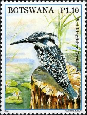 Pied Kingfisher (Ceryle rudis)