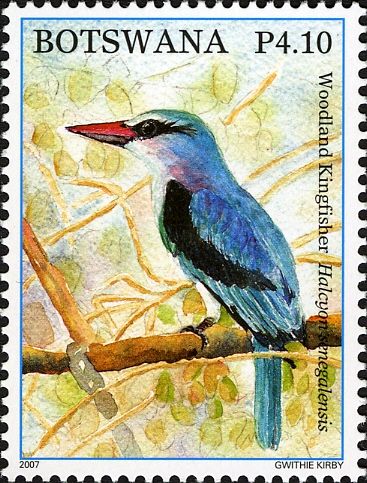 Woodland Kingfisher (Halcyon senegalensis)