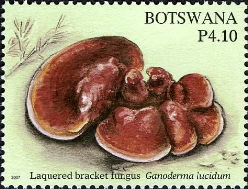 Laquered Bracket Fungus
