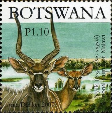 Nyala (Tragelaphus angasii)