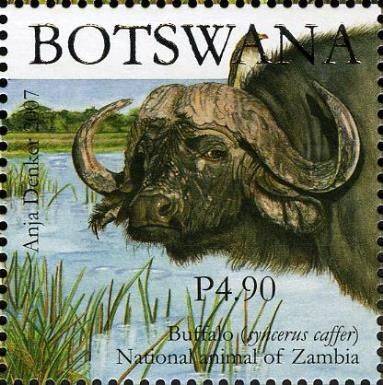 African Buffalo (Syncerus caffer)
