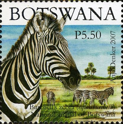 Burchell's Zebra (Equus burchelli)