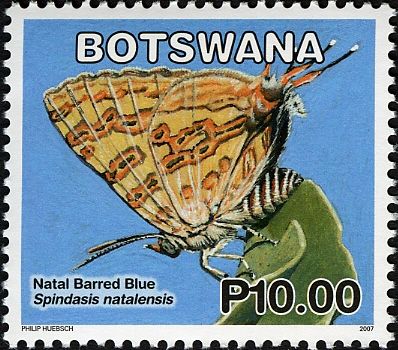 Natal Barred Blue (Spindasis natalensis)
