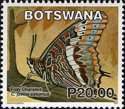 Foxy Charaxes (Charaxes jasius saturnus)