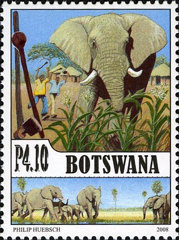African Elephant (Loxodonta africana)