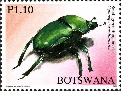 Small Green Dung Beetle (Gymnopleurus humanus)