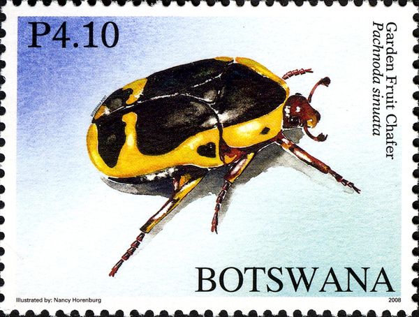 Garden Fruit Chafer (Pachnoda sinuata)
