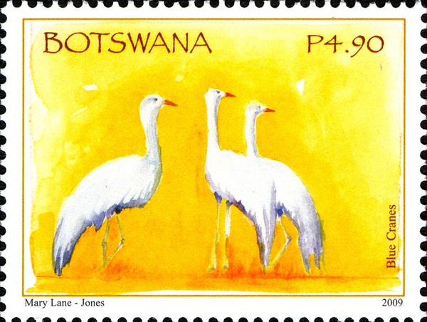 Blue Crane (Anthropoides paradisea)