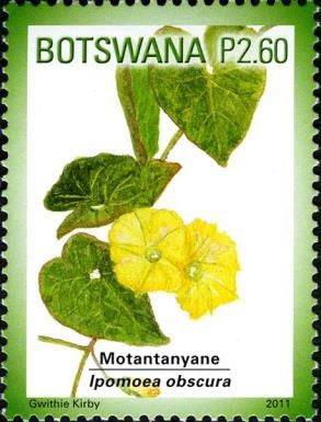 Ipomoea obscura