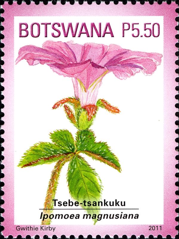 Ipomoea magnusiana