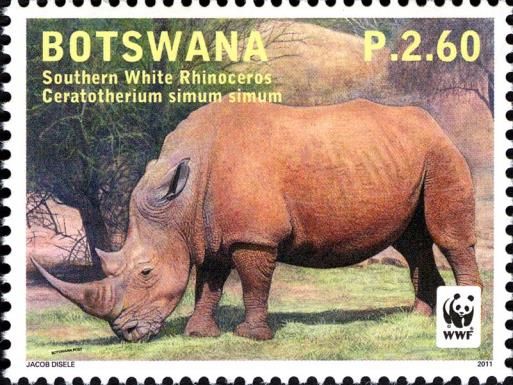 Southern White Rhinoceros (Ceratotherium simum simum)