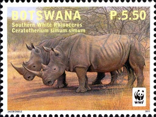 Southern White Rhinoceros (Ceratotherium simum simum)