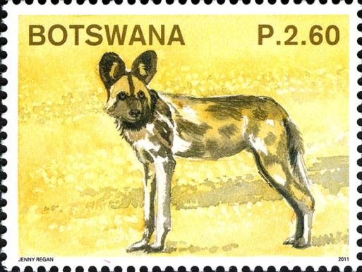 African Hunting Dog (Lycaon pictus)