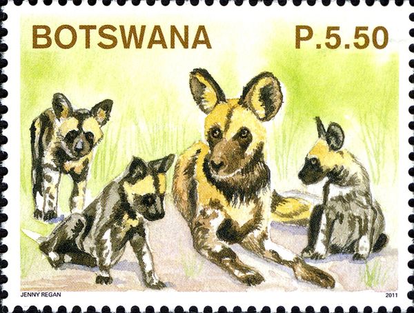 African Hunting Dog (Lycaon pictus)