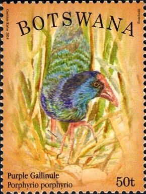 Purple Gallinule (Porphyrula porphyrio)