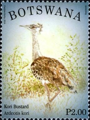 Kori Bustard (Ardeotis kori)