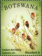 Southern Red Bishop (Euplectes orix)