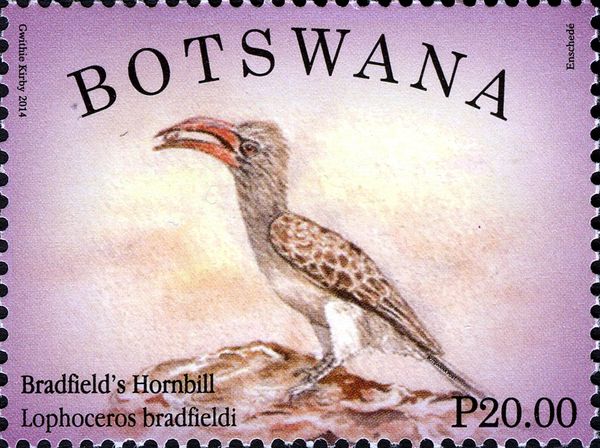 Bradfield's Hornbill (Lophoceros bradfieldi)