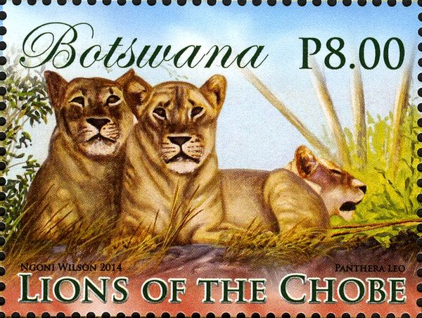Lion (Panthera leo)