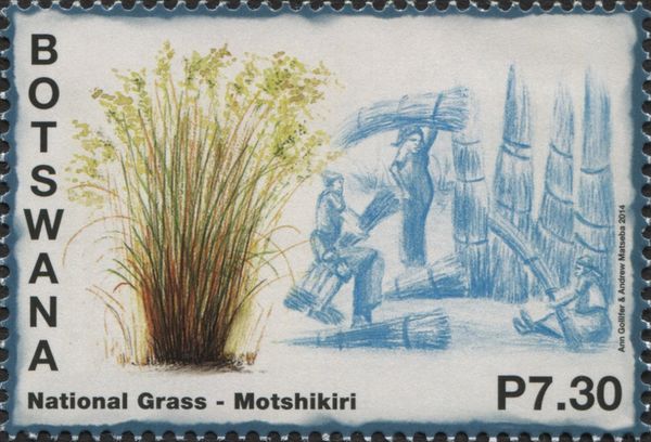 Eragrostis pallens