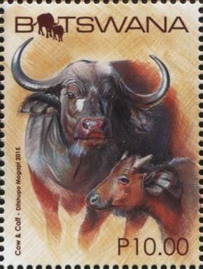 Cow and Calf