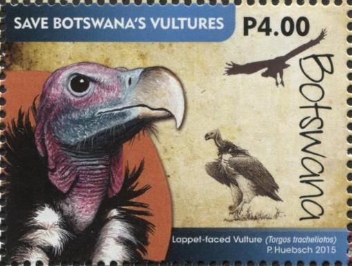 Lappet-faced Vulture (Torgos tracheliotus)