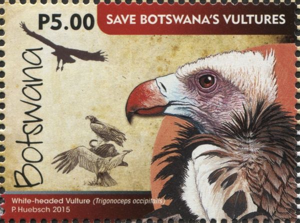 White-headed Vulture (Trigonoceps occipitalis)
