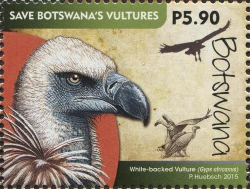 White-backed Vulture (Gyps africanus)
