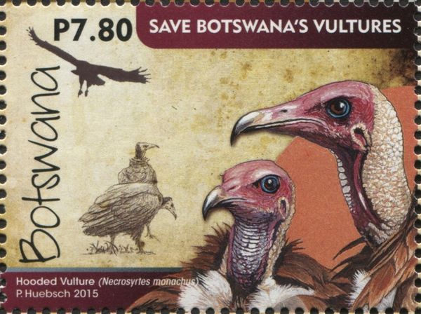 Hooded Vulture (Necrosyrtes monachus)