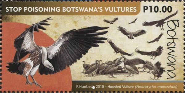 Hooded Vulture (Necrosyrtes monachus) (see Description)