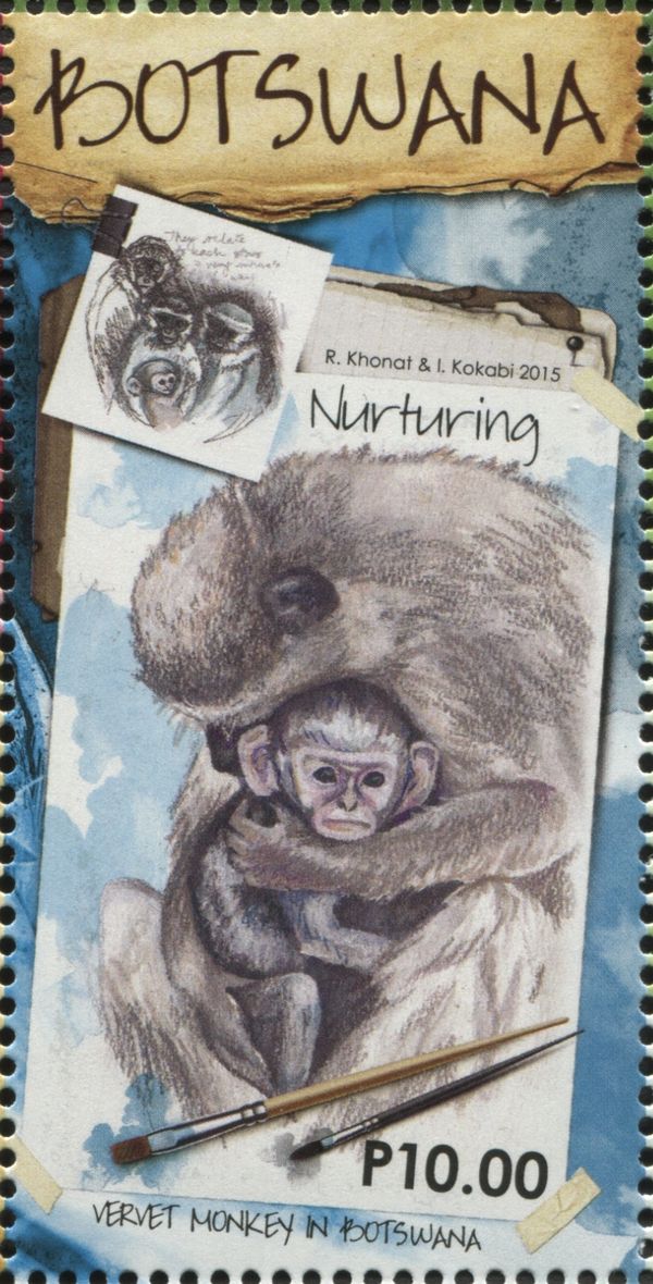 Vervet Monkey (Chlorocebus pygerythrus) - nurturing