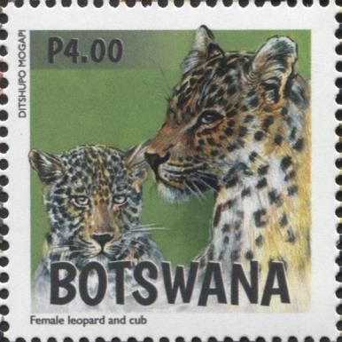 Female Leopard and Cub