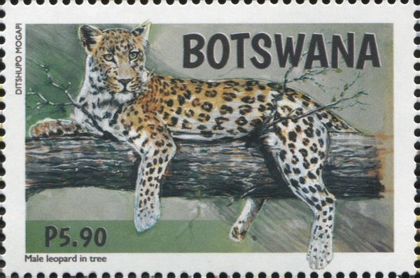 Male Leopard in Tree
