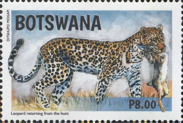 Leopard Returning from the Hunt