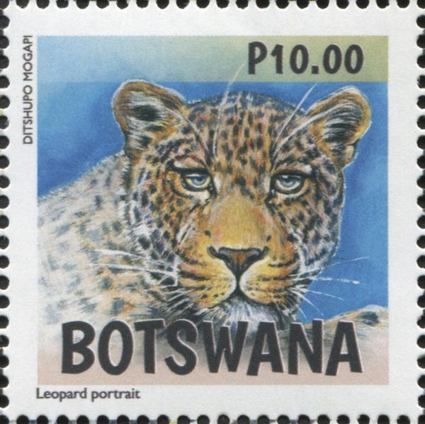 Leopard Portrait