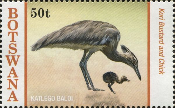Kori Bustard (Ardeotis kori) and Chick