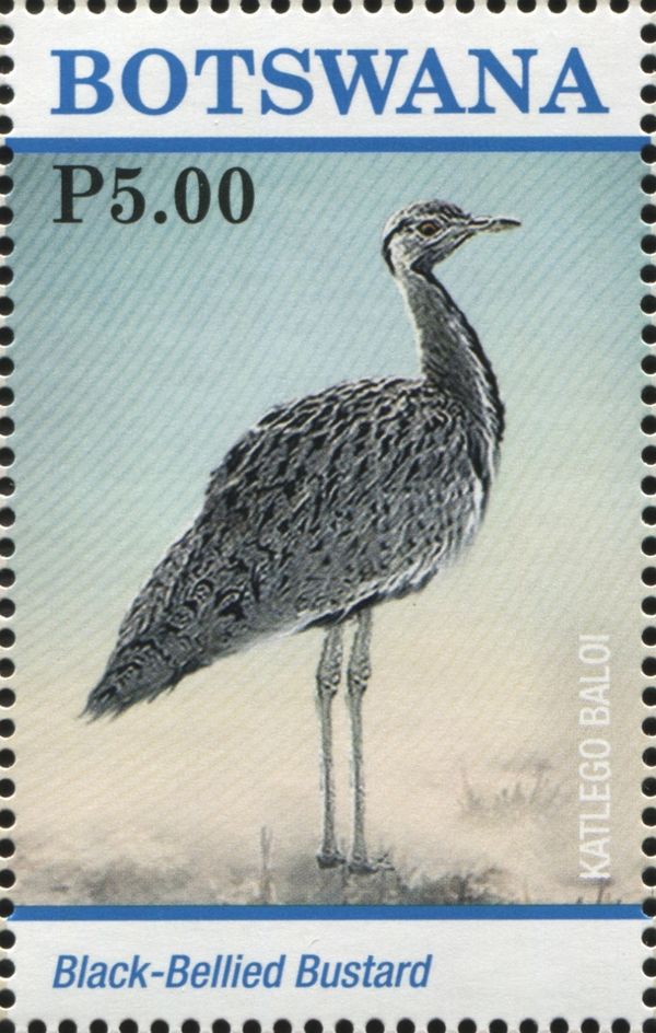 Black-bellied Bustard (Lissotis melanogaster)