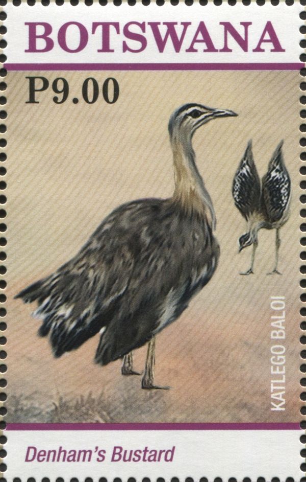 Denham's Bustard (Neotis denhami)