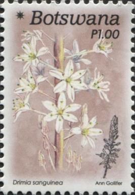 Drimia sanguinea