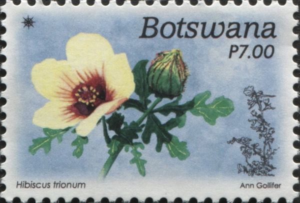 Hibiscus trionum