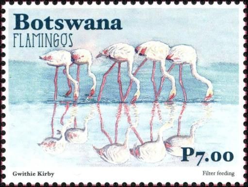 Greater Flamingo (Phoenicopterus roseus)